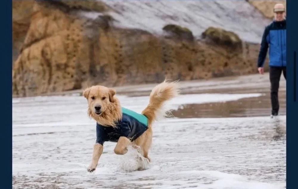 NWT! Ruffwear Undercoat Dog  Water Jacket Aurora Teal Sz Large Lg 32-36 IN